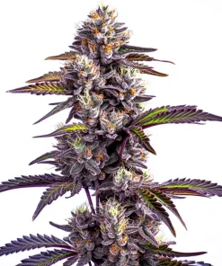 Blackberry Moonrocks Auto