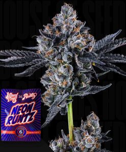 Broadway Runtz – House of Seeds