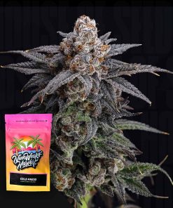 Cold Press – House of Seeds