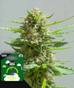 Critical XXL – House of Seeds