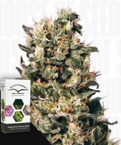 Euforia – House of Seeds