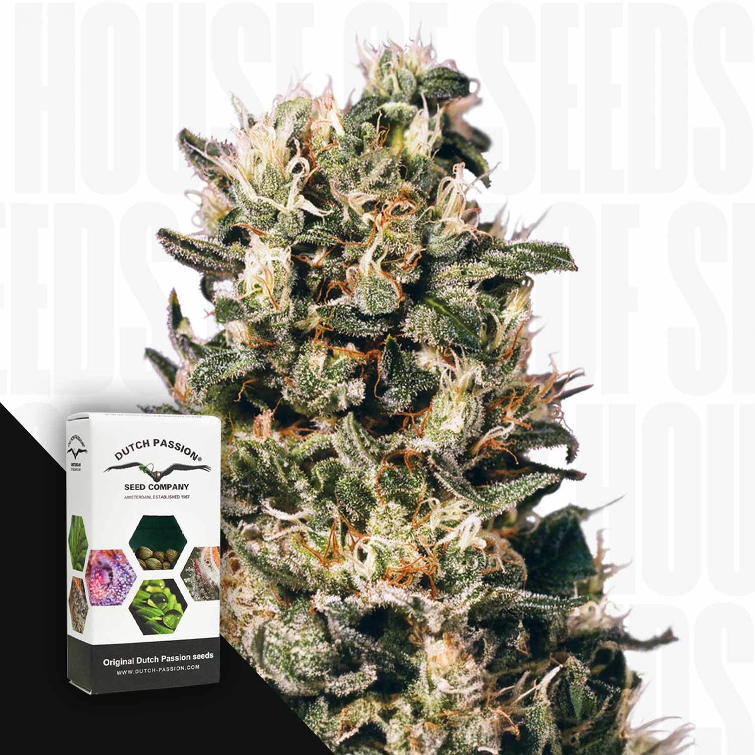 Euforia – House of Seeds