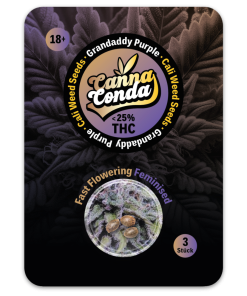 Grandaddy Purple Fast Feminised Cali Seeds – Cannaconda