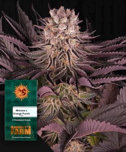 Mimosa x Orange Punch – House of Seeds