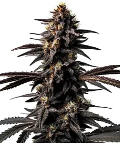 Miracle Alien Cookies