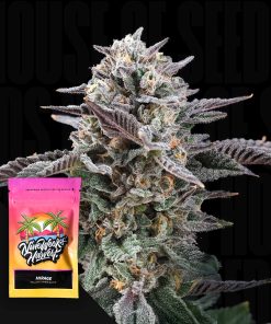 Mirage – House of Seeds