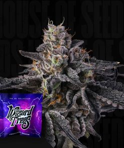 Rainbow Gelato – House of Seeds