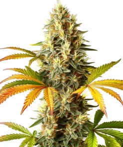 Red Super Skunk Auto