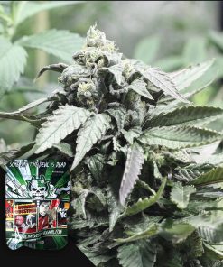 Shore Line – House of Seeds