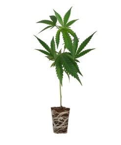 Spooky OG Steckling Cali Strain – Cannaconda