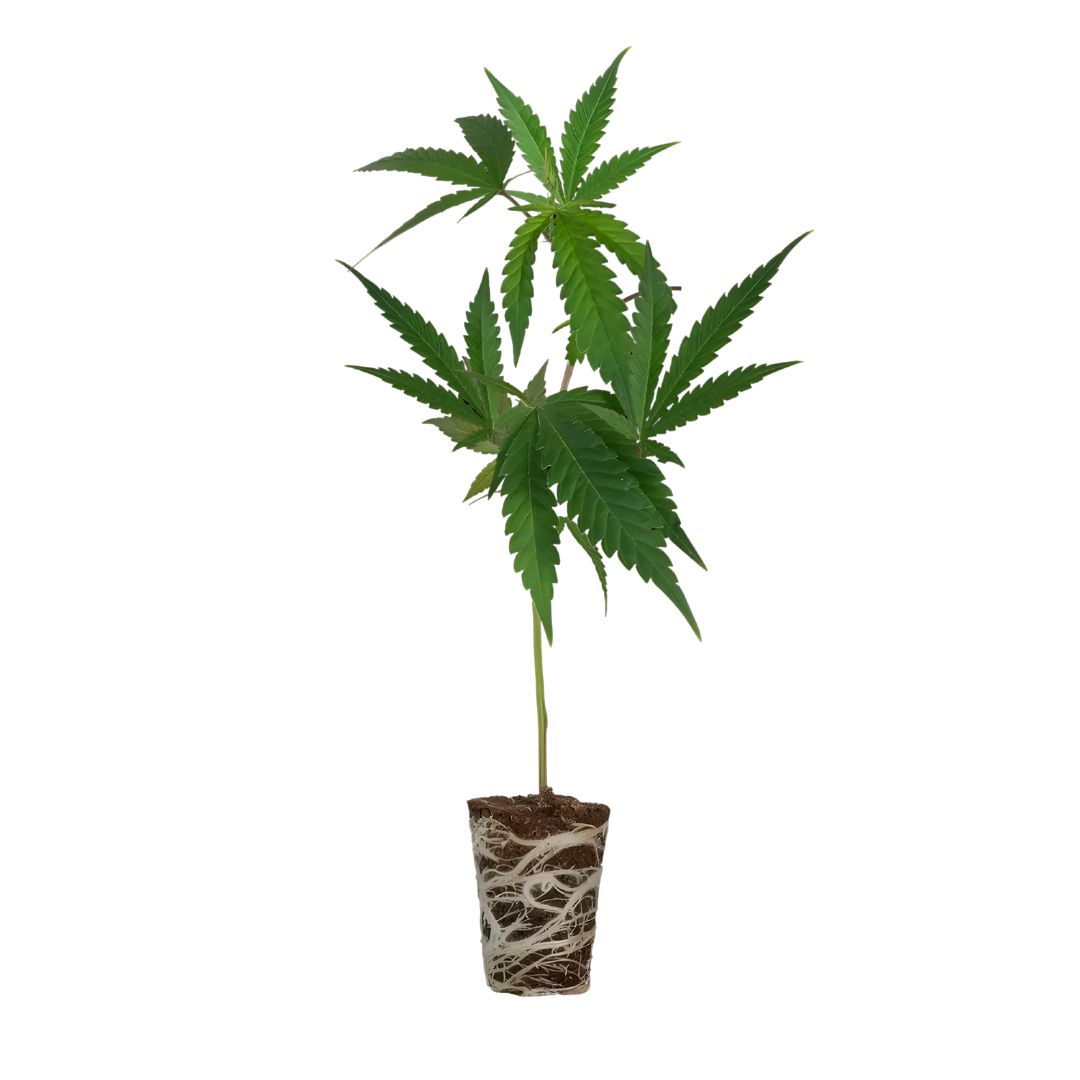 Spooky OG Steckling Cali Strain – Cannaconda