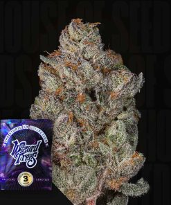 Studio Cherry – House of Seeds