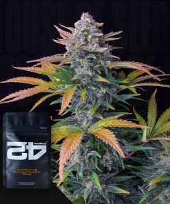 Tropicana Cookies Auto – House of Seeds