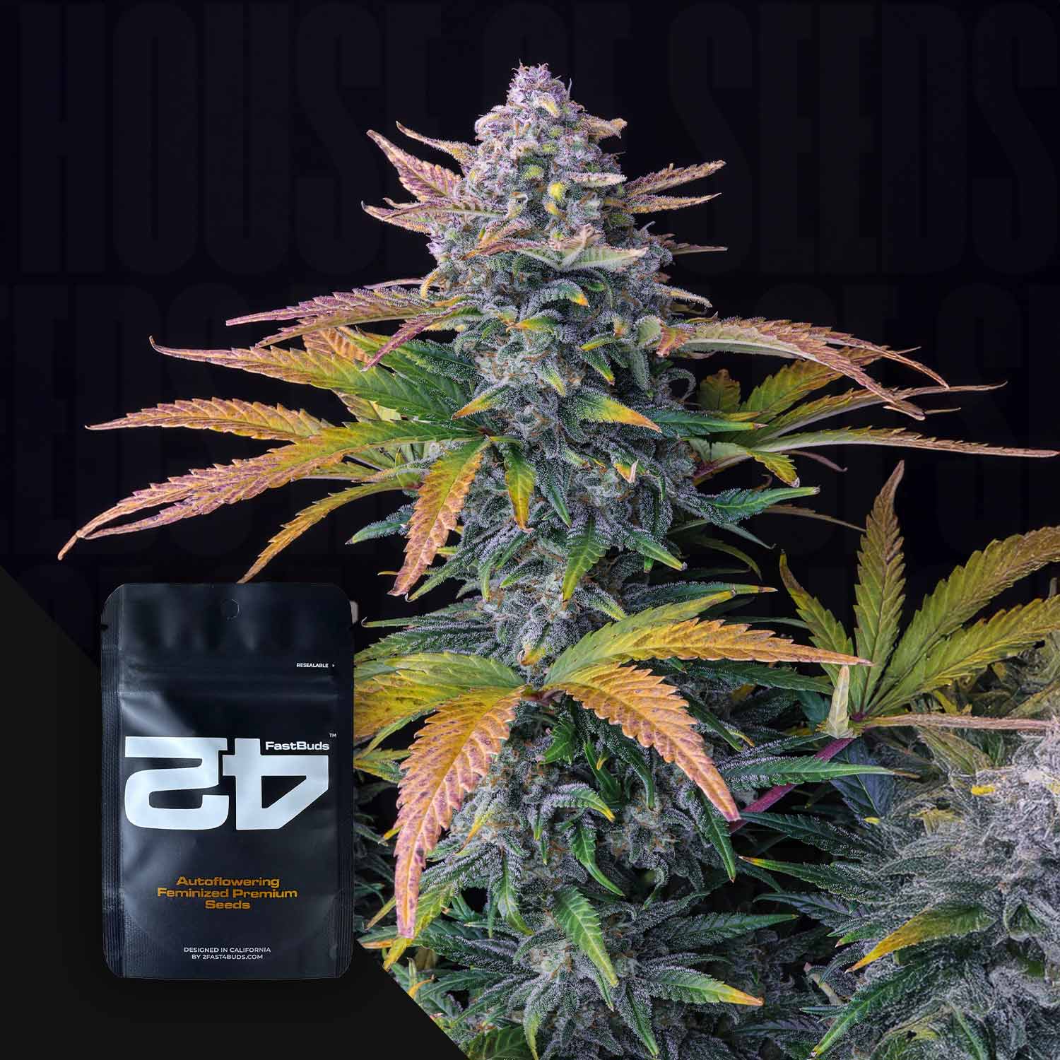 Tropicana Cookies Auto – House of Seeds