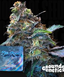 Zilk Road – House of Seeds