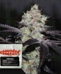 Zwisher – House of Seeds